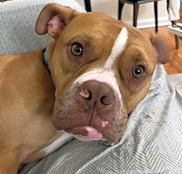 Photo of Rufus