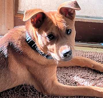 Photo of Macy Gray (M Puppies)