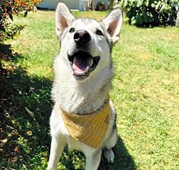 Photo of Shasta