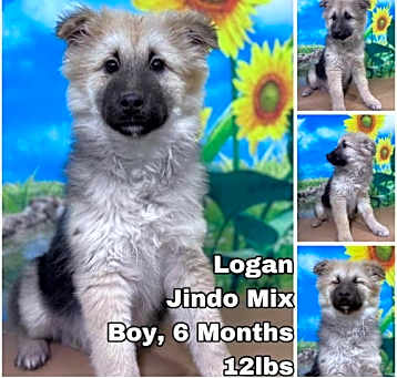Photo of Logan from Korea