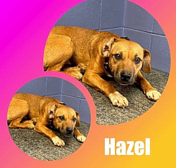 Photo of Hazel