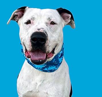 Photo of Rudy Patootie-ADOPT Me!