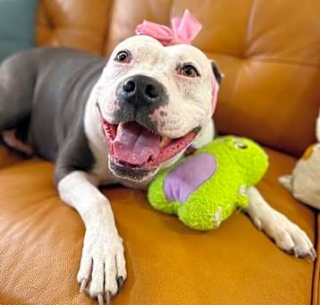 Photo of Tootsie Roll in the grass with me Family Dog