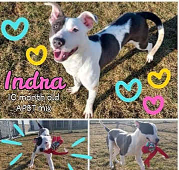 Photo of Indra