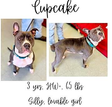 Photo of Cupcake