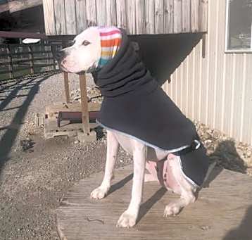 Photo of Ivory (AKA Abby)