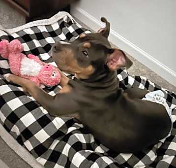Photo of Ebbah - ADOPTED
