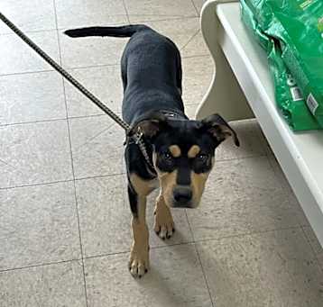 Photo of Hattie - Adoptable