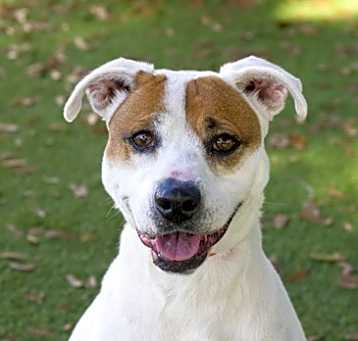 Photo of Layla (Cocoa)