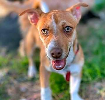 Photo of Poppie