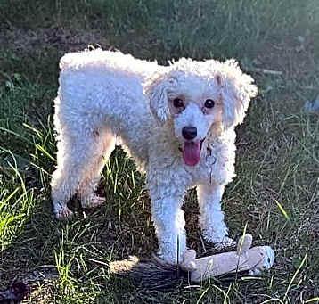 Photo of Dulcie