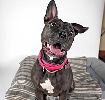 Photo of Rosemary