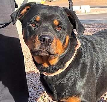 Photo of Cinnamon