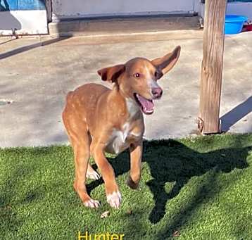 Photo of Hunter