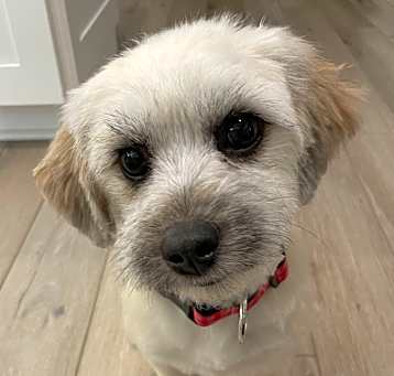 Photo of Olive