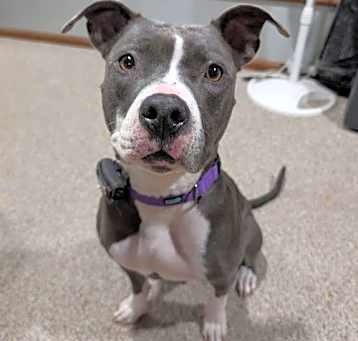 Photo of Chica