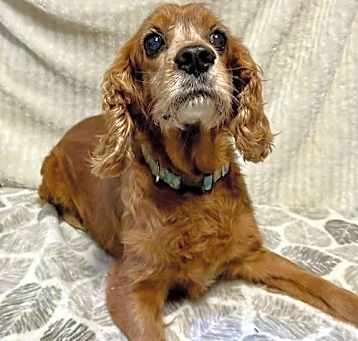 Photo of Simba