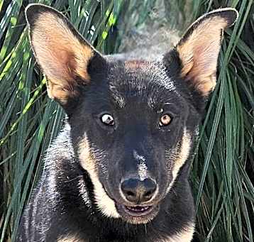 Photo of Vargo - (CP) Foster or Adopt Me