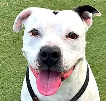 Photo of Molly - Adopt Me!