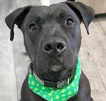 Photo of Radar - Adopt  Me!
