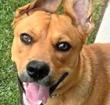 Photo of Holly - Adopt Me!