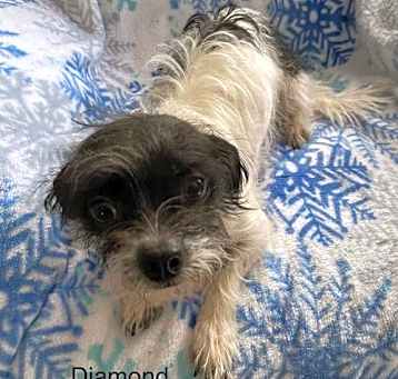 Photo of Diamond