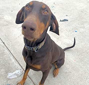 Photo of Diesel