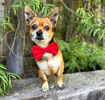 Photo of Grizz