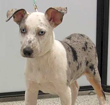Photo of Chestnut