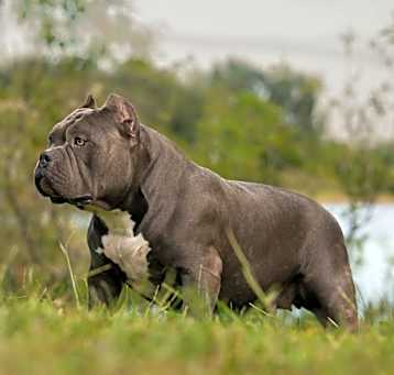Photo of Athena- Bully