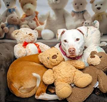 Photo of Honey