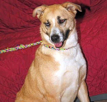 Photo of Sienna (Photos 1/1/2025)