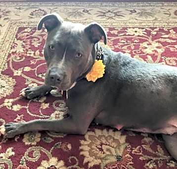 Photo of Bourbon IN FOSTER