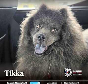 Photo of Tikka