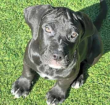 Photo of Juniper