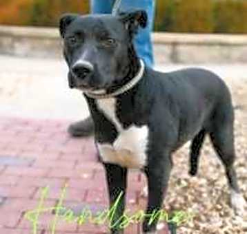 Photo of Handsome 31939