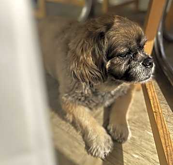 Photo of Gizmo