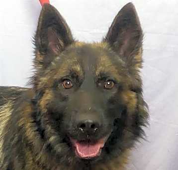 Photo of RANGER