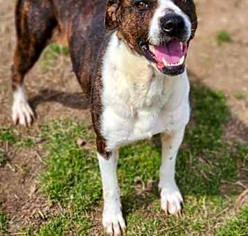 Photo of Shadowheart-Adoptable Awaiting S/N