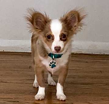 Photo of Snuffy