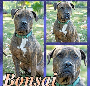 Photo of Bonzai