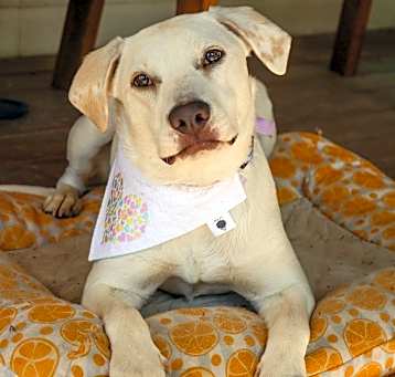 Photo of Polly (Twin)