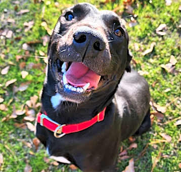 Photo of Hank