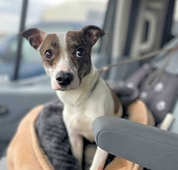 Photo of Patches