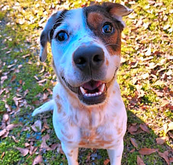 Photo of Truffles