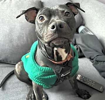 Photo of Meatball
