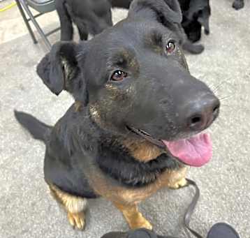 Photo of Callie