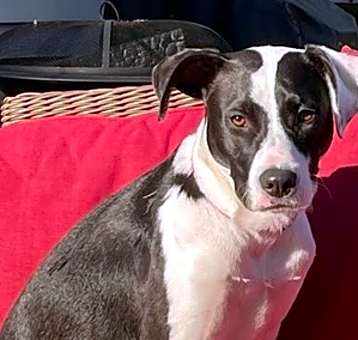 Photo of Poppy