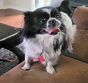 Photo of Bandit
