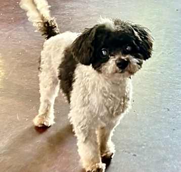 Photo of Ghost